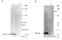 H3S10p | Histone H3 (p Ser10) (serum) in the group Antibodies for Plant/Algal  / DNA/RNA/Cell Cycle / Epigenetics/DNA methylation at Agrisera AB (Antibodies for research) (AS16 3636)